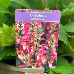 Digiplexis 'Falcon Fire' 3Ltr Pot