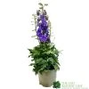 Delphinium Delgenius 'Breezin' 3Ltr Pot 2 Delphinium Delgenius 'Breezin' 3Ltr Pot -Garden Care Sale 5021768141939