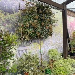 Photinia X Fraseri 'Red Robin' Pleached Form 2m Tall 7 Photinia X Fraseri 'Red Robin' Pleached Form 2m Tall -Garden Care Sale 5021768148341 3