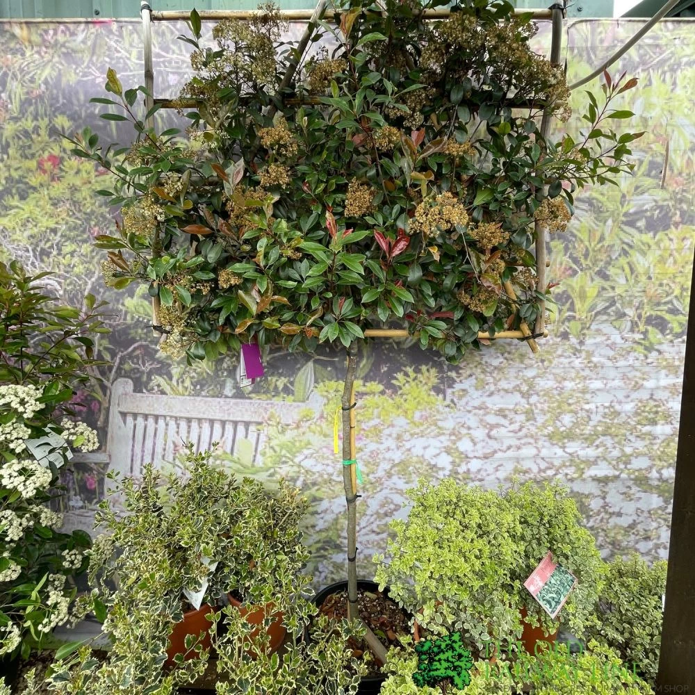 Photinia X Fraseri 'Red Robin' Pleached Form 2m Tall 3 Photinia X Fraseri 'Red Robin' Pleached Form 2m Tall