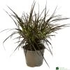 Pennisetum 'Chelsea' 2Ltr Pot