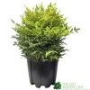 Nandina Domestica 'Magical Lemon & Lime' Heavenly Bamboo 30cm Tall (IT) -Garden Care Sale 5021768162774 5159f017 bc44 4639 ac40 2aa4e7a555e4