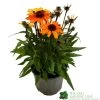Echinacea 'Sunseekers Clementine' 3Ltr Pot 2 Echinacea 'Sunseekers Clementine' 3Ltr Pot -Garden Care Sale 5021768164761
