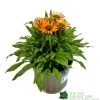 Echinacea 'Prima Saffron' 3Ltr Pot -Garden Care Sale 5021768165874