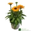 Echinacea 'Sunseekers Mineola' 3Ltr Pot -Garden Care Sale 5021768177716