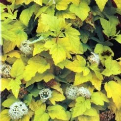 Physocarpus Opulifolius 'Angel Gold' Ninebark Plant 3Ltr Pot