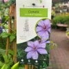 Clematis 'Bernadine' Climber 3Ltr Pot -Garden Care Sale 5025338000046