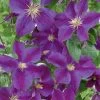 Clematis 'Star Of India' Climber 3 Ltr Pot 1 Clematis 'Star Of India' Climber 3 Ltr Pot -Garden Care Sale 5025338001418