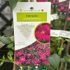 Clematis Viticella 'Royal Velours' Climber 3Ltr Pot -Garden Care Sale 5025338001623
