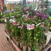 Clematis 'Summer Hybrids' Mixed Variety 2Ltr Pot 1 Clematis 'Summer Hybrids' Mixed Variety 2Ltr Pot -Garden Care Sale 5025338003023