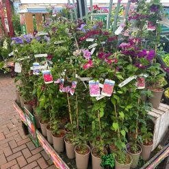 Clematis 'Summer Hybrids' Mixed Variety 2Ltr Pot