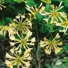 Honeysuckle 'Graham Thomas' Lonicera Japonica Climber 3Ltr Pot -Garden Care Sale 5025338003153