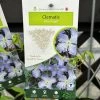 Clematis 'Blue Angel' Climbing Plant 2Ltr Pot