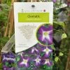 Clematis 'Little Bas' Climber 3Ltr Pot -Garden Care Sale 5025338005324