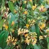 Lonicera Japonica 'Copper Beauty' 3Ltr Pot -Garden Care Sale 5025338005850