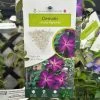 Clematis 'Night Veil' Climber 3Ltr Pot -Garden Care Sale 5025338009056