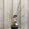 Chimonanthus Praecox 'Wintersweet' Plant 3Ltr Pot (NL) -Garden Care Sale 5026429421832