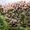 David Austin 'Phyllis Bide'Apricot Pink Rambling Rose 6Ltr Pot