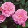 David Austin 'The Mayflower' Pink English Rose 6Ltr Pot -Garden Care Sale 5031825012904