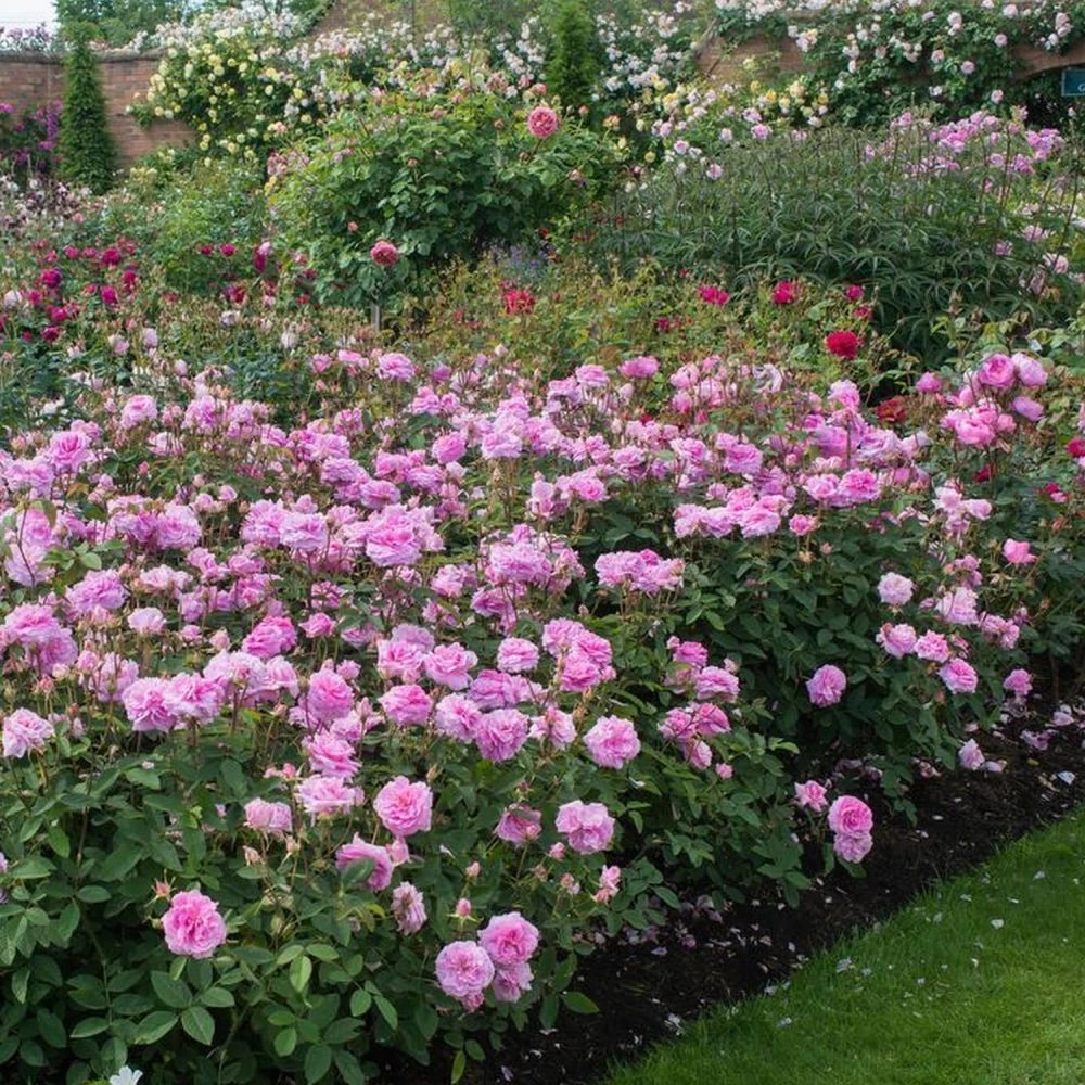 David Austin 'The Mayflower' Pink English Rose 6Ltr Pot 4 David Austin 'The Mayflower' Pink English Rose 6Ltr Pot - Image 2