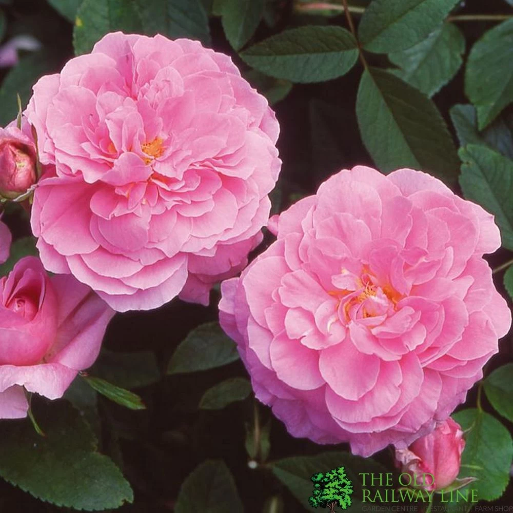 David Austin 'The Mayflower' Pink English Rose 6Ltr Pot 3 David Austin 'The Mayflower' Pink English Rose 6Ltr Pot