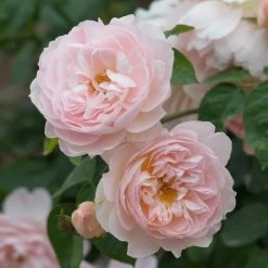 David Austin 'Gentle Hermione' Pink English Rose 6Ltr Pot -Garden Care Sale 5031825016971 3