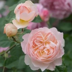 David Austin 'Gentle Hermione' Pink English Rose 6Ltr Pot -Garden Care Sale 5031825016971 4