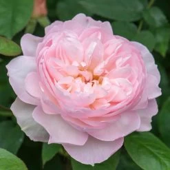 David Austin 'Gentle Hermione' Pink English Rose 6Ltr Pot -Garden Care Sale 5031825016971 5