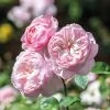 David Austin 'Gentle Hermione' Pink English Rose 6Ltr Pot -Garden Care Sale 5031825016971 70f7597d 3b22 4ad1 86f0 fafd32a8e6d9