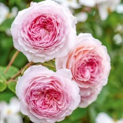 David Austin 'James Galway' Light Pink English Climbing Rose 6Ltr Pot