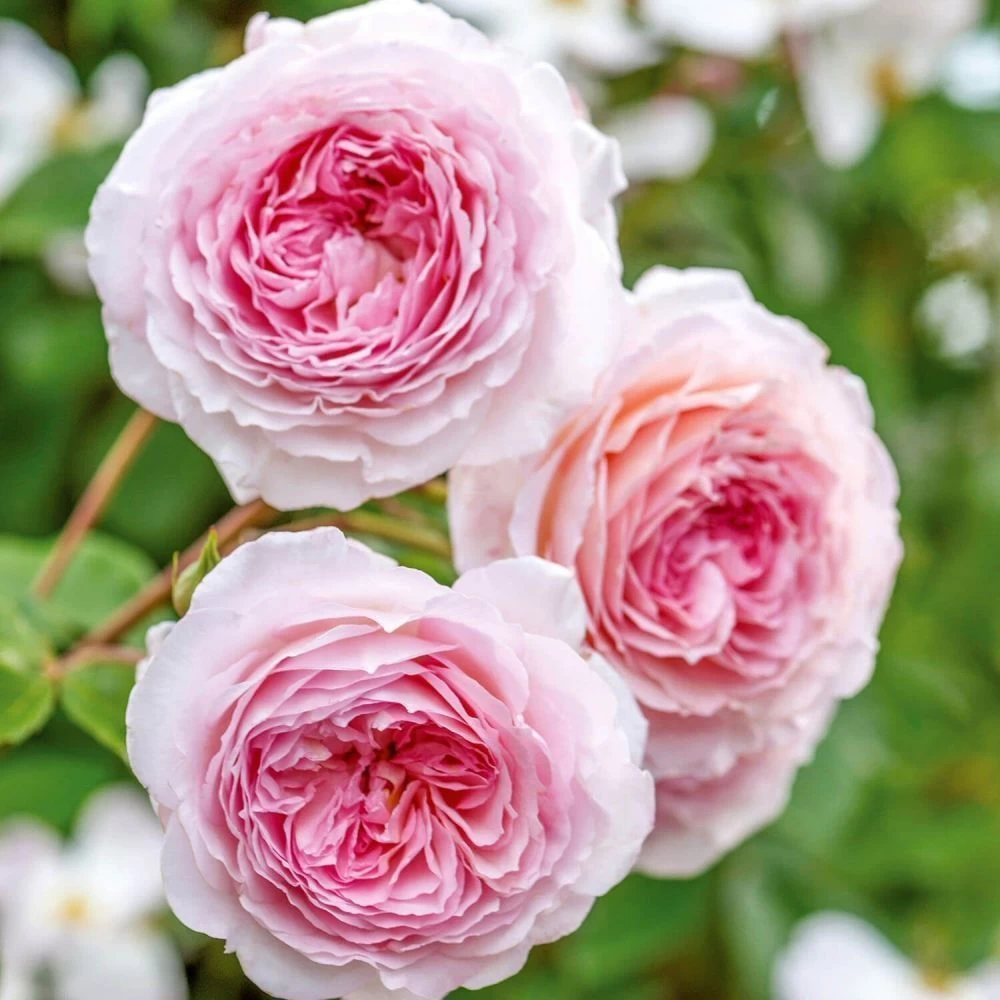 David Austin 'James Galway' Light Pink English Climbing Rose 6Ltr Pot 3 David Austin 'James Galway' Light Pink English Climbing Rose 6Ltr Pot