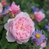David Austin 'Wisley 2008' English Shrub Rose6Ltr Pot -Garden Care Sale 5031825019019 f6461d5d 6d5f 4fd9 9f1d 772244bc6bfa