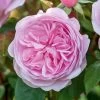 David Austin 'Olivia Rose Austin' Mid Pink English Rose 6Ltr Pot 1 David Austin 'Olivia Rose Austin' Mid Pink English Rose 6Ltr Pot -Garden Care Sale 5031825021081