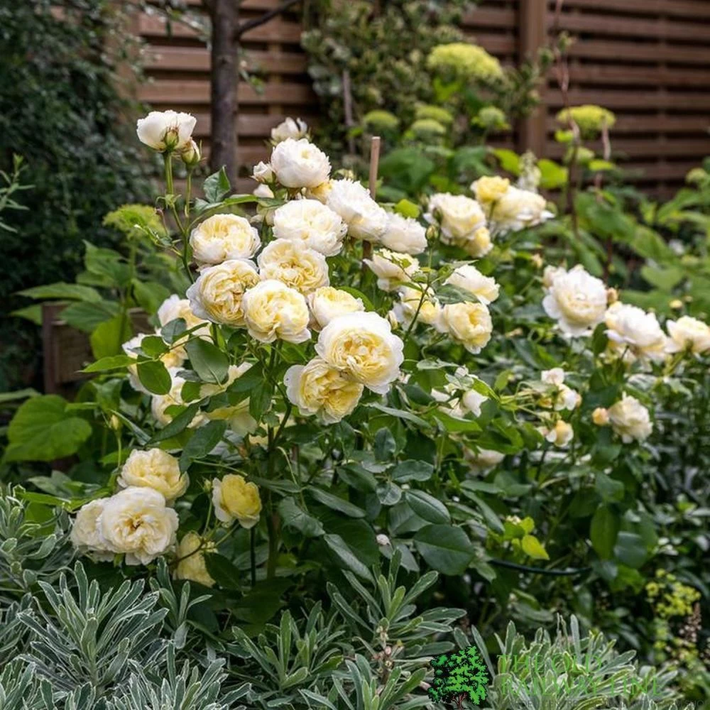 David Austin 'Vanessa Bell' Pale Yellow English Rose 6Ltr Pot 4 David Austin 'Vanessa Bell' Pale Yellow English Rose 6Ltr Pot - Image 2
