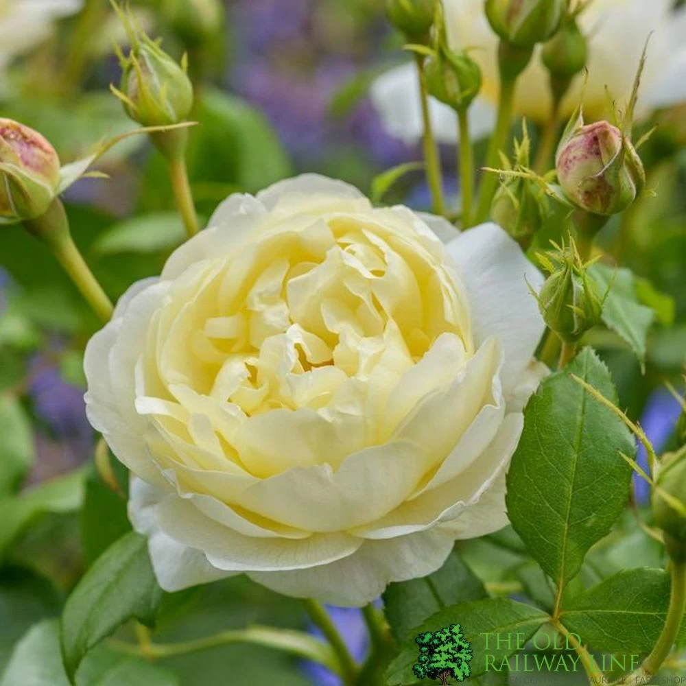 David Austin 'Vanessa Bell' Pale Yellow English Rose 6Ltr Pot 3 David Austin 'Vanessa Bell' Pale Yellow English Rose 6Ltr Pot