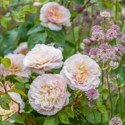 David Austin 'Emily Brontë' Pink English Rose 6Ltr Pot -Garden Care Sale 5031825021869 3 9b7506c8 1c1e 4c44 9a3b 79c60ca6b933