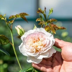David Austin 'Emily Brontë' Pink English Rose 6Ltr Pot -Garden Care Sale 5031825021869 4 96eaa3fc e893 40fc 9443 34a04989ee63