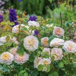 David Austin 'Emily Brontë' Pink English Rose 6Ltr Pot -Garden Care Sale 5031825021869 5 fbe9841b df99 4482 a9d2 8bfe3d7a6101