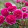 David Austin 'Gabriel Oak' Pink English Shrub Rose 6 Ltr Pot -Garden Care Sale 5031825021999