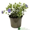 Vinca Minor 'Ralph Shugart' Plant 2Ltr Pot