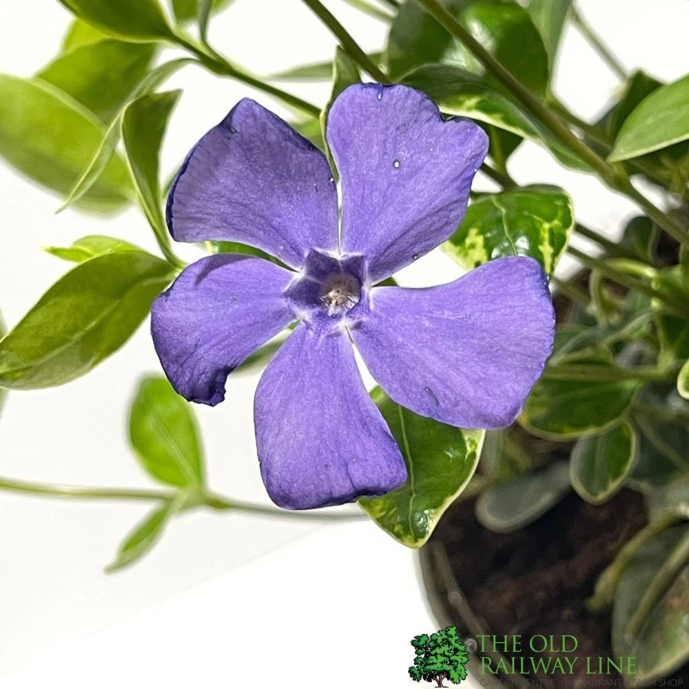 Vinca Minor 'Ralph Shugart' Plant 2Ltr Pot 4 Vinca Minor 'Ralph Shugart' Plant 2Ltr Pot - Image 2