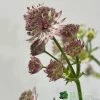 Astrantia 'Star Of Beauty' 2Ltr Pot 2 Astrantia 'Star Of Beauty' 2Ltr Pot -Garden Care Sale 5050704149791 08debb63 f961 43cd a471 624d5a3604b2