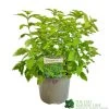 Caryopteris 'Hint Of Gold' 3Ltr Pot 2 Caryopteris 'Hint Of Gold' 3Ltr Pot -Garden Care Sale 5050704194043 dfc17d07 3ea7 4c0d bae2 c49b3fb0a8cb