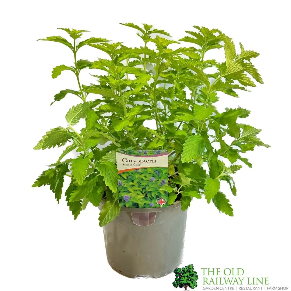 Caryopteris 'Hint Of Gold' 3Ltr Pot 3 Caryopteris 'Hint Of Gold' 3Ltr Pot