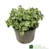 Brunnera Macrophylla 'Jack Frost' 3Ltr Pot -Garden Care Sale 5050704243598