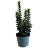 Euonymus Japonicus 'Green Rocket' 3Ltr Pot (NL) -Garden Care Sale 5050704256734