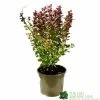 Berberis 'Orange Rocket' Japanese Barberry Plant 3 Ltr Pot -Garden Care Sale 5050704285062