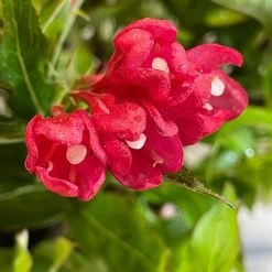 Weigela 'All Summer Red' Plant 3Ltr Pot -Garden Care Sale 5050704374100 3