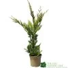 Cupressus 'Excalibur Gold' Conifer 3Ltr Pot