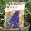 Buddleja Buzz 'Indigo' Plant 3Ltr Pot 1 Buddleja Buzz 'Indigo' Plant 3Ltr Pot -Garden Care Sale 5050704428308